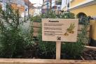 skilt i plantekasse fortæller om Rosmarin på gågade i Svendborg